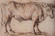 Peter Paul Rubens, Bull